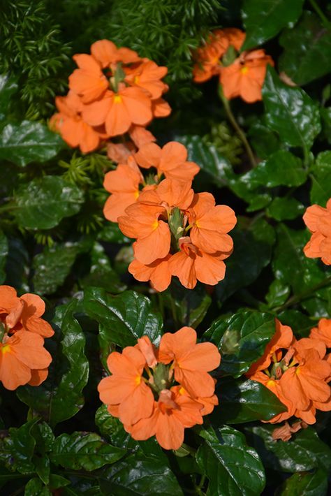 Orange Marmalade Firecracker Plant (Crossandra infundibuliformis 'Orange Marmalade') at Family Tree Nursery Crossandra Flower, Firecracker Flower, Firecracker Plant, Ornamental Shrubs, Lake Garden, Flower Branding, Orange Marmalade, Tree Nursery, Growing Seeds