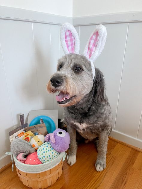 Dog Easter Basket Ideas, Easter Basket For Dogs, Puppy Easter Basket, Easter Dogs, Pet Gift Basket, Dog Easter Basket, Dog Gift Basket, Easter Beagle, Dog Easter