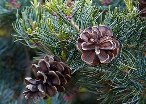 Evergreen Container, Spruce Tips, Hydrangea Seeds, Picea Pungens, Thuja Occidentalis, Dogwood Branches, Eastern White Pine, Winter Porch, Dried Hydrangeas