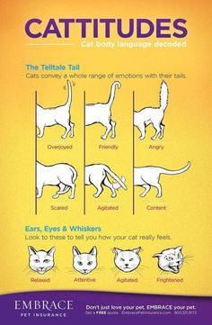 Getting A Kitten, Cat Biting, Cat Language, Cat Body, Kitten Care, Nail Biting, Aggressive Dog, Love Your Pet, Cat Tail