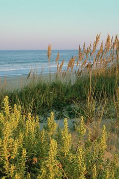 Sea Side Landscape, Sea Oats, Beach Grass, Sea Side, Coastal Life, I Love The Beach, Beach Living, Beach Scenes, The Grass