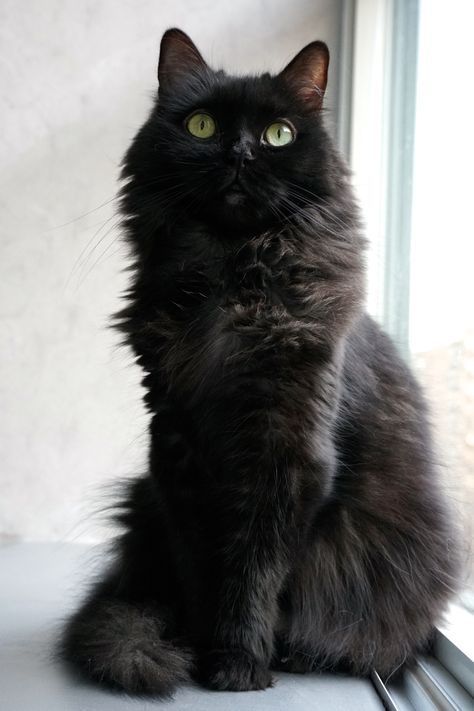 Black Angora Cat, Fluffy Black Cat With Green Eyes, Fluffy Black Cats, Black Persian Cat, Fluffy Black Cat, Best Cat Litter, Most Beautiful Cat, Pro Plan, Cat Reference