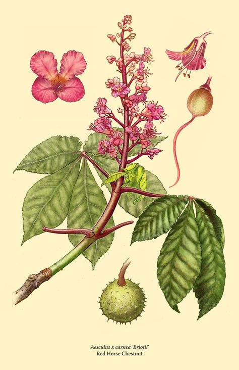 red horse chestnut Chestnut Flower, Healing Flowers, Botany Art, Fauna Illustration, Bach Flowers, Flower Remedies, Red Chestnut, Horse Chestnut, Flower Remedy