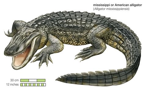 Crocodile | Habitat, Species, Diet, & Facts | Britannica Crocodile Habitat, American Crocodile, Deadly Animals, Animal Quiz, Nile Crocodile, Saltwater Crocodile, American Alligator, Style Rules, Crocodiles