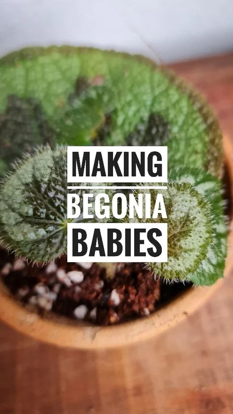 How To Propagate Begonias, Propagating Begonias, Propagate Begonia, Paw Care, Duck Feet, Single Leaf, Tiger Paw, Elephant Ears, Propagating Plants