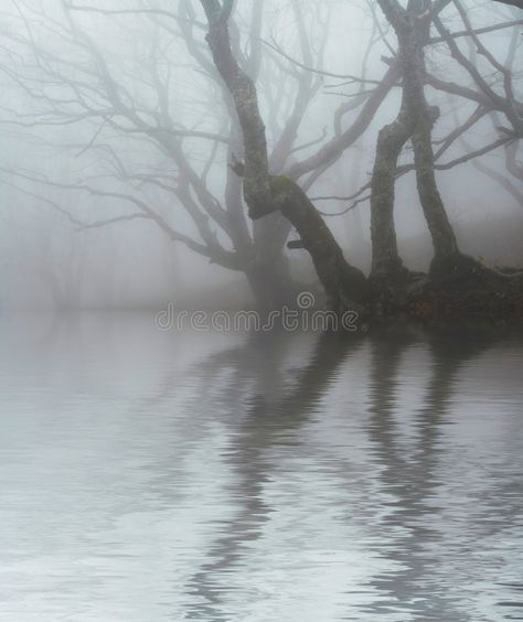 Forest And Lake, Countryside Photos, Misty Lake, Cube World, Drunk History, Forest Magic, Natural Forest, Dark Landscape, Oil Painting Inspiration