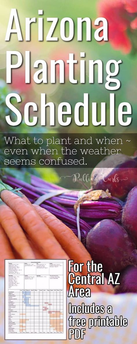 Arizona Garden / schedule /printable / planting via @pullingcurls Arizona Backyard Garden Ideas, Garden Schedule, Gardening In Arizona, Arizona Plants, Planting Schedule, Arizona Garden, Arizona Backyard, Desert Gardening, Arizona Gardening