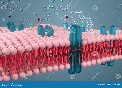 Illustration about Cell membrane and biology, biological concept, 3d rendering. Computer digital drawing. Illustration of interior, biological, cytoskeleton - 176441531 Cell Membrane Drawing, Medical Drawings, Cell Organelles, Plasma Membrane, Medical Laboratory Science, Biology Notes, Laboratory Science, Medical Laboratory, Cell Membrane