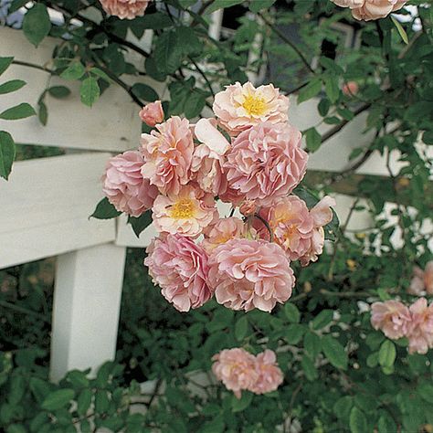 Roses For Shade, Musk Rose, Heritage Rose, Fine Gardening, Wonderful Flowers, Plant Aesthetic, Free Plants, Love Rose, Love Symbols