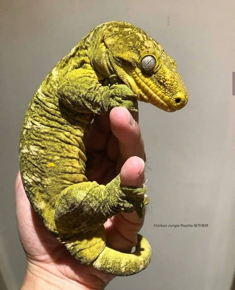 Leachie Gecko, Cute Gecko, Crested Geckos, Cute Lizard, Reptile Room, Rabbit Cages, Amazing Animal Pictures, Reptile Snakes, Cute Reptiles