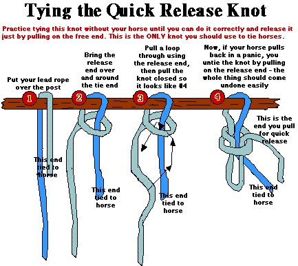 Tying A Horse-Think Like a Horse-Rick Gore Horsemanship ® Horse Knots, Horse Safety, Quick Release Knot, Horse Lessons, Horse Information, Horse Care Tips, Horse Facts, Horse Riding Tips, Horse Camp