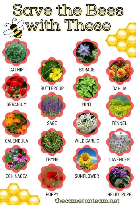 Bee Garden Ideas, Flowers For Bees, Bee Friendly Plants, Bee Friendly Garden, Butterfly Garden Design, Bee Garden, Bee Friendly, New Garden, School Garden