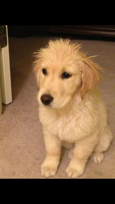 Miss Marley has wild hair after bath time ... Rough Collie Puppy, Muddy Golden Retriever, 8 Week Old Golden Retriever, Golden Retriever Bath, Silly Golden Retriever, Sheltie Puppy, After Bath, Border Collie Puppies, Excited Golden Retriever