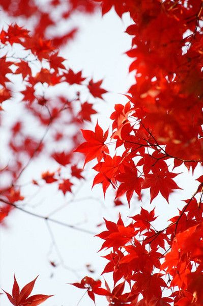 Maple leaves.. Remind me of my home away from home.. Canada Maple Tree Tattoo, Tattoo Leaves, Maple Tree Tattoos, Fall Leaves Tattoo, Canada Leaf, Red Maple Tree, Red Maple, Beautiful Flowers Garden, Red Leaves