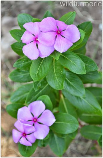 4 Top Health Benefits of Nithyakalyani | Sadabahar Flower | Rosy Periwinkle | Madagascar Periwinkle Flowering Plants In India, Madagascar Periwinkle, Periwinkle Plant, Sugar Foods, Medicinal Weeds, Ayurvedic Plants, Common Garden Plants, Periwinkle Flowers, Medicinal Herbs Garden