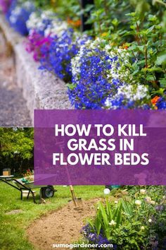 Kill Grass, Micro Farming, Backyard Flowers Beds, Garden Remedies, Lush Lawn, Backyard Flowers, Backyard Gardening, Garden Weeds, Diy Gardening