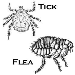 Homemade Flea and Tick Remedy:  8 oz apple cider vinegar  4 oz warm water  1/2 tsp salt  1/2 tsp baking soda    Mix dry ingredients first then slowly add to wet as the vinegar and baking soda will react slightly. Put into spray bottle and spray pets down. Be careful not to get in pets eyes. Tick Repellant, Vinegar And Baking Soda, Pet Remedies, Flea Spray, Tick Repellent, Cat Spray, Dog Info, Pet Hacks, Flea And Tick