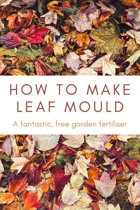 How to make leaf mould - easy, free garden fertiliser! - Growing Family Leaf Mould, Sustainable Homestead, Easy Gardening, Homestead Ideas, Soil Conditioner, Garden Activities, Eco Friendly Garden, Soil Improvement, Outdoor Inspirations