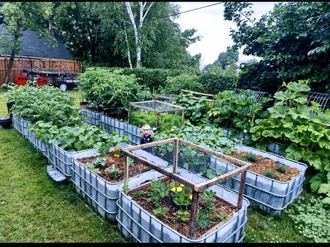 Raised Bed Gardening | Hey everyone! I just joined this group and can't wait to see everyone's raised beds Wicking Garden Bed, Raised Bed Gardening, Garden Companion Planting, Raised Vegetable Gardens, Dig Gardens, Allotment Gardening, Upcycle Garden, Garden Ideas Cheap, Diy Raised Garden