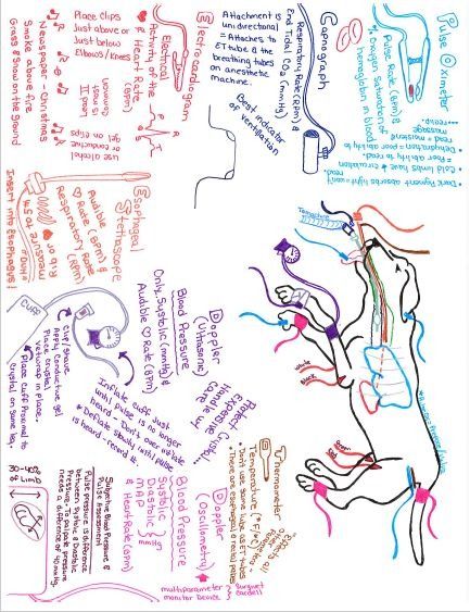 From a different point of view: Class Notes- Anesthesia Monitoring Attachments. Vet Tech Anesthesia Monitoring, Anesthesia Monitoring Vet Tech, Vet Med Anesthesia, Veterinary Anesthesia Monitoring, Anesthesia Monitoring, Veterinary Anesthesia, Veterinary Technician Gifts, Vet Nursing, Veterinarian Technician