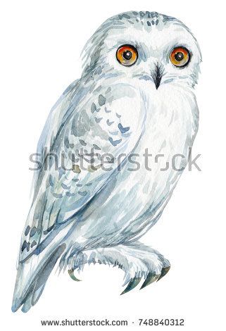 Owl Sketch, Owl Drawing, Owl Clip Art, Owl Watercolor, Bird Watercolor, Owl Illustration, Owls Drawing, White Owl, Owl Painting