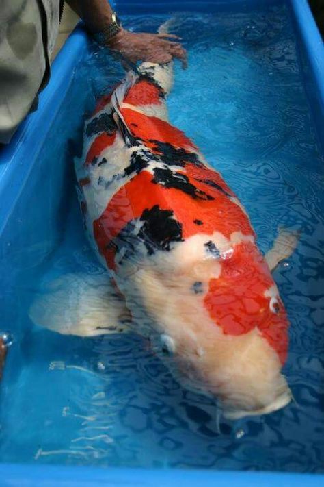 WOW it is huge ! Koi Fish Colors, Kolam Koi, Pond Fish, Koi Art, Carpe Koi, Koi Fish Pond, Japanese Koi, Koi Carp, Fish Wallpaper