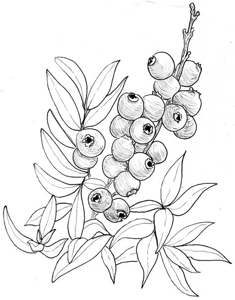 blueberry - low bush Bush Drawing, Blueberry Bush, Blueberry Plant, Auction Projects, Blueberry Bushes, Coloring Page Ideas, Plant Drawing, Disney Coloring Pages, Coloring Pages Printable