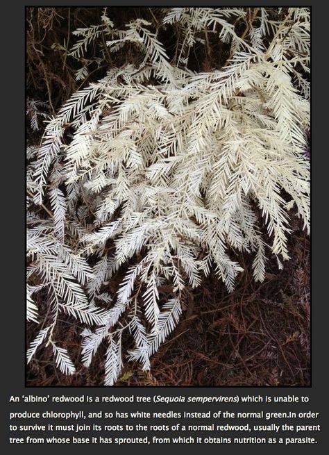 Albino Plants, Sequoia Sempervirens, Save Our Earth, Redwood Tree, Redwood Forest, Moon Garden, Random Facts, Flowering Shrubs, Writing Ideas