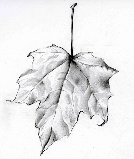 Alexander Johnson Smith “Leaf” 464 × 552 Pixels Graphite/Pencil on Paper I appreciate the effort put into this drawing to accurately portray the leaf’s veins and crinkle marks as … Leaves Sketch, Observational Drawing, Pencil Shading, Object Drawing, White Drawing, Leaf Drawing, Nature Drawing, Graphite Drawings, Pencil Art Drawings