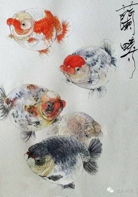 Watercolor of Japanese Ranchu Goldfish Tattoo, Fish Aesthetic, Pet Goldfish, Aquatic Art, Goldfish Art, Fish Decor, Koi Art, Carpe Koi, Funny Tiktok