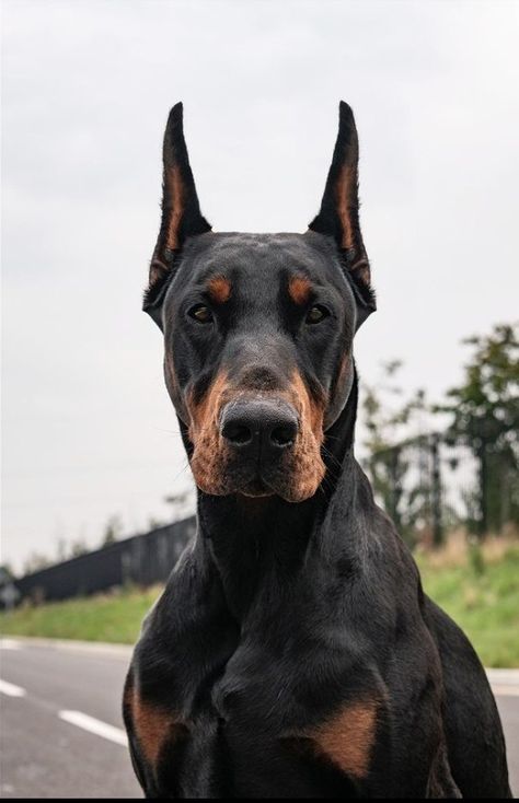 Doberman Front View, European Doberman, Black Doberman, Angry Dog, Doberman Love, Big Dog Breeds, Ac New Leaf, Doberman Pinscher Dog, Scary Dogs