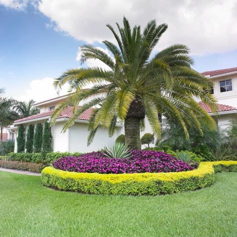 Landscape hedges are awesome ways to provide front yard (or backyard) privacy screens through the use of a living fence-like idea. The best landscaping hedge ideas are those that work with your own lawn and landscape design to create an abundance of plants, buxus, topiaries, tree, for tuin-like inspiration surrounding home privacy. #landscapehedgeideas #livingfences #besthedgeideas #bestlivingfences Palm Trees For Sale, Palm Trees Garden, Palm Trees Landscaping, Front Yard Plants, Florida Landscaping, Front Garden Landscape, Lawn Design, Mediterranean Landscaping, Lawn And Landscape