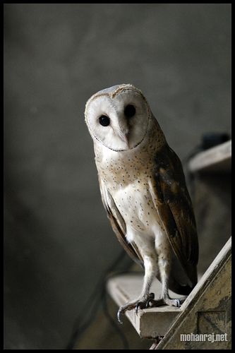 Barn Owl | വെള്ളി മൂങ്ങ Owl Talons, Athena Owl, Stuffed Owl, Parakeet Bird, Barn Owls, Harry Potter Memes Hilarious, Owl Crafts, Owl Pictures, Parakeets