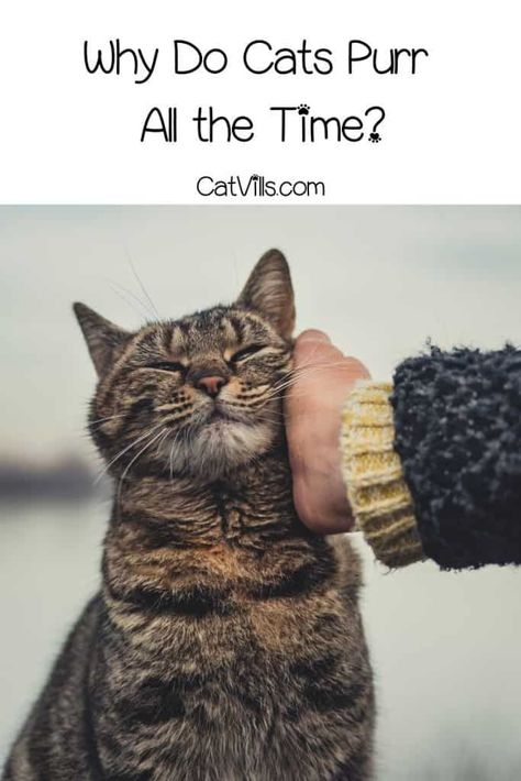 Have you ever wondered why do cats purr all the time? There has been a lot of research made to explain this body language. Find out the 7 reasons behind it! Catio Ideas, Why Do Cats Purr, Cat Area, Dog Behaviorist, Cat Species, Cat Purr, Mother Cat, Kitten Pictures, Feral Cats