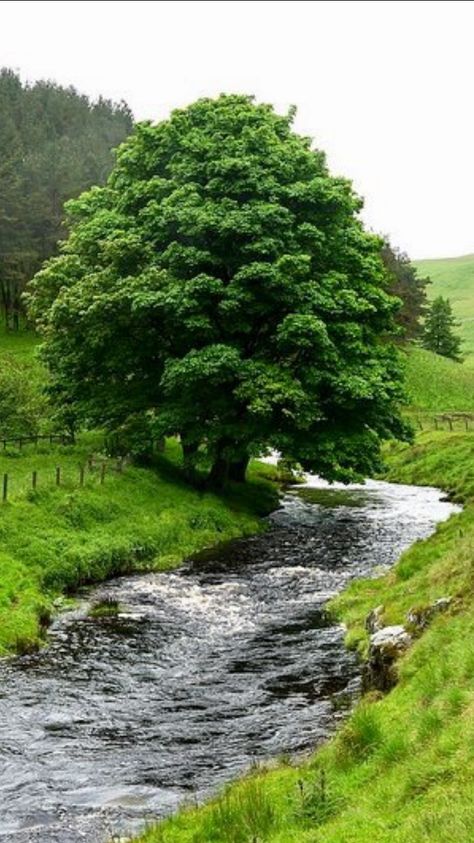 ...Like a tree planted by rivers of water... Landscaping Quotes, Inner Landscape, Paintings Oil, Beautiful Places Nature, Nature Gif, Alam Yang Indah, Beautiful Tree, Lush Green, Nature Scenes