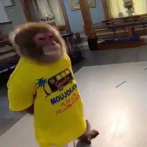 Monkey Meme, Monkey Memes, Beach Tshirt, Monkey Pictures, Reaction Face, Monkeys Funny, Funny Profile, Cute Monkey, 웃긴 사진