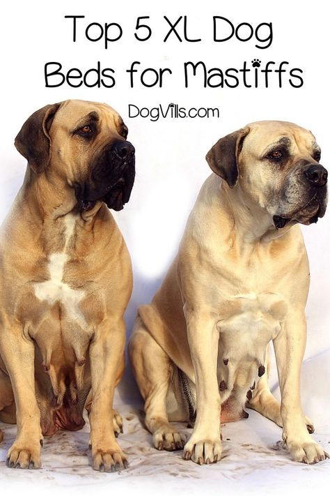 Finding extra large dog beds for mastiffs can be a real challenge, but I've got you covered! Check out the top 5 best ginormous beds for your giant pal! #dogbedsfurniture #dogbedsandfurniture #dogbed #dogbedideas #dogbedsforlargedogs Cool Dog Beds For Large Dogs, Xl Dog Bed Diy Ideas, Xxl Dog Bed, Raised Dog Beds For Large Dogs Diy, Diy Dog Beds For Large Dogs, Large Dog Bed Ideas, Giant Dog Bed, Dog Beds For Large Dogs, Large Dog Beds