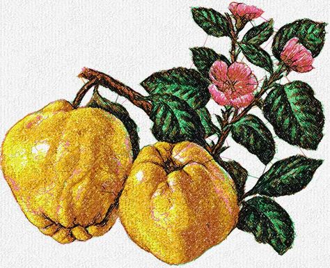 Quince photo stitch free embroidery design - Photo stitch embroidery designs - Machine embroidery community Peach Photo, Peach Embroidery, Needle Painting, Peach Baby Shower, Photo Stitch, Embroidery Download, Computer Embroidery, Design Photo, Free Embroidery Designs