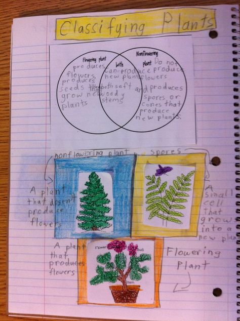 Classifying plants interactive science journal Classifying Plants, Notebooks Ideas, Plants Science, Plant Lessons, Plants Worksheets, Nature Club, Plant Classification, Fourth Grade Science, Science Anchor Charts