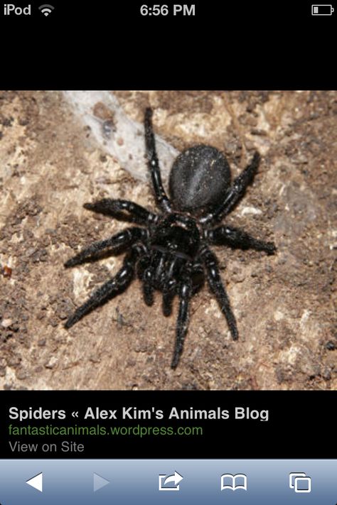 spider Sydney Funnel Web Spider, Brazilian Wandering Spider, Funnel Web Spider, Web Spider, Arachnids, Spiders, Funnel, Bugs, Sydney