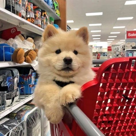 Chow Chow, Shopping Cart, Twitter, White