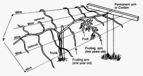 Trellis we made for our Kiwi Plants to grow up. Description from pinterest.com… Blackberry Trellis, Kiwi Growing, Hardy Kiwi, Kiwi Vine, Grape Trellis, Market Garden, Growing Grapes, Forest Garden, Kiwi Fruit