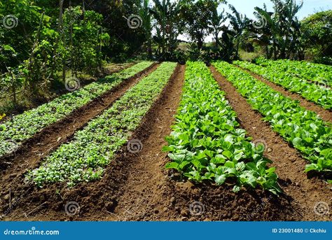 Veggie Garden Aesthetic, Home Veggie Garden, Veggie Garden Ideas, Food Forest Design, Veggie Garden Layout, Row Gardening, Vegetable Garden Layout Design, Hydroponic Grow Systems, Vegetable Garden Planner