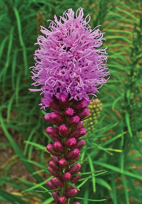 Dense Blazing Star Blazing Star Flower, Iris Versicolor, Obedient Plant, Asclepias Incarnata, Flower Reference, Blazing Star, Swamp Milkweed, Cardinal Flower, Powdery Mildew