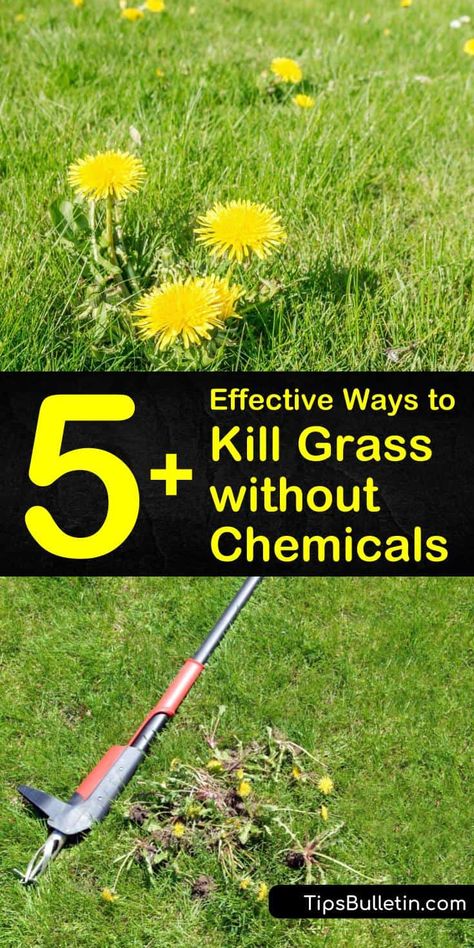 5+ Effective Ways to Kill Grass without Chemicals Kill Grass, Frugal Gardening, Growing Grass, Backyard Swings, Housekeeping Tips, Gardening Landscaping, Easy Backyard, Garden Help, Grass Seed