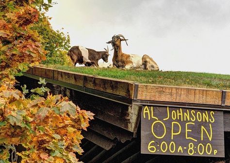 A Restaurant With Goats On The Roof | Amusing Planet Door County Restaurants, Swedish Restaurant, Grass Roof, Door County Wi, Door County Wisconsin, Wisconsin Dells, Door County, Unique Doors, Lake Michigan