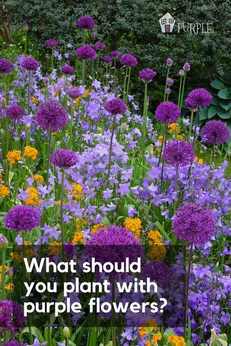 Flowers Growing, Meadow Garden, Have Inspiration, Purple And Yellow, Gorgeous Gardens, Garden Cottage, Country Gardening, Flower Field, Dream Garden