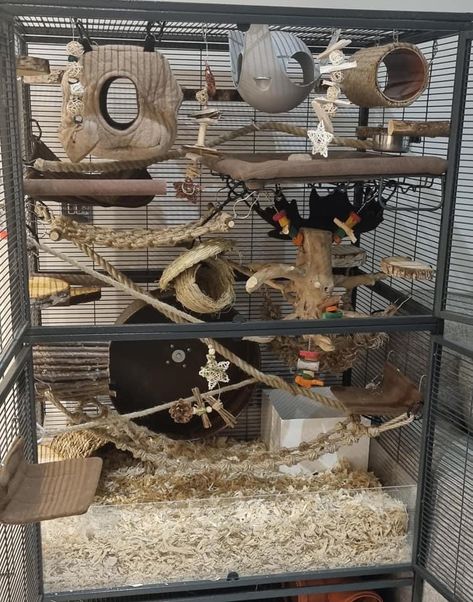 Rat Cage Setup, Rat Enrichment, Rat Cage Ideas, Rat Cage Diy, Cosy Beds, Pet Rat Cages, Rattus Rattus, Rat Cage Accessories, Rat Care