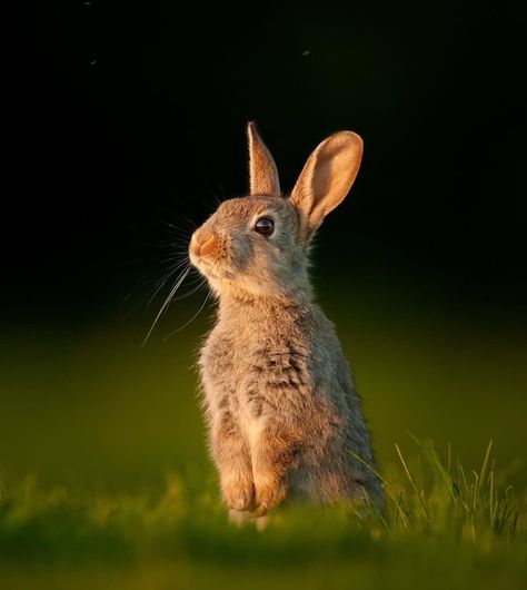 Wild Rabbits, Female Rabbit, Hummingbirds Photography, Bbc Earth, Wild Rabbit, Bunny Drawing, Pretty Please, Bunny Pictures, Rabbit Baby