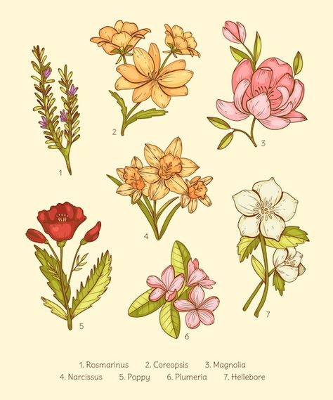 #flowercollection #flowers #plants #illustration #botanical #flowers #flower #bloom #setbotanical Flower Chart Drawing, Botanical Flower Illustration, Flowers Blooming Drawing, Flowers Chart, Tulip Illustration, Flower Witch, Peony Clipart, Flower Vector Illustration, Logo Stationery